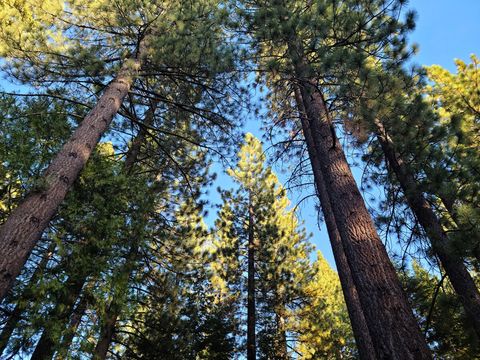 Looking up at trees in the backyard. 