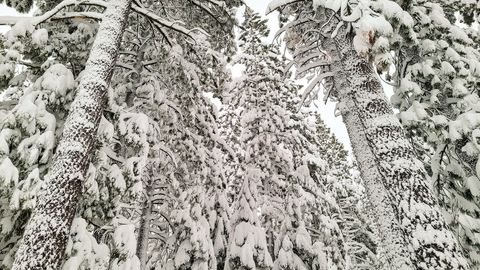 Same view of trees in the backyard, this time covered in snow.