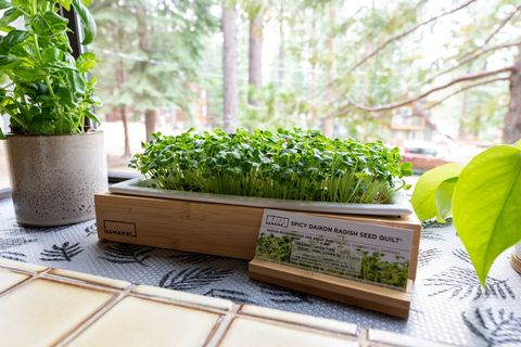 Hamana seed quilts are available to grow your own microgreens (not always possible during the colder winter months!).
