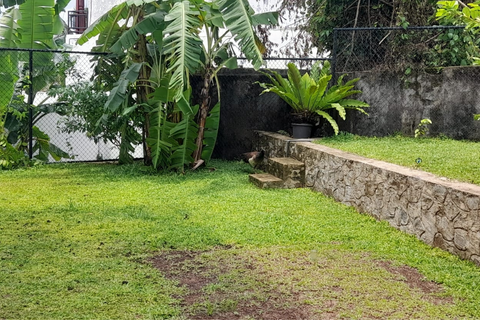 Back garden