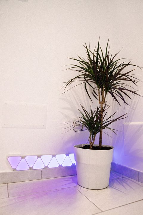 At the entrance, you'll be greeted by beautiful live plants and a Nanoleaf LED system that enhances both the lighting and the aesthetics.