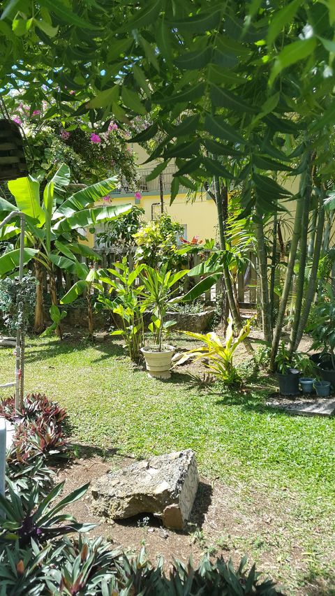 The garden with Mango, soursop banana and cherry trees