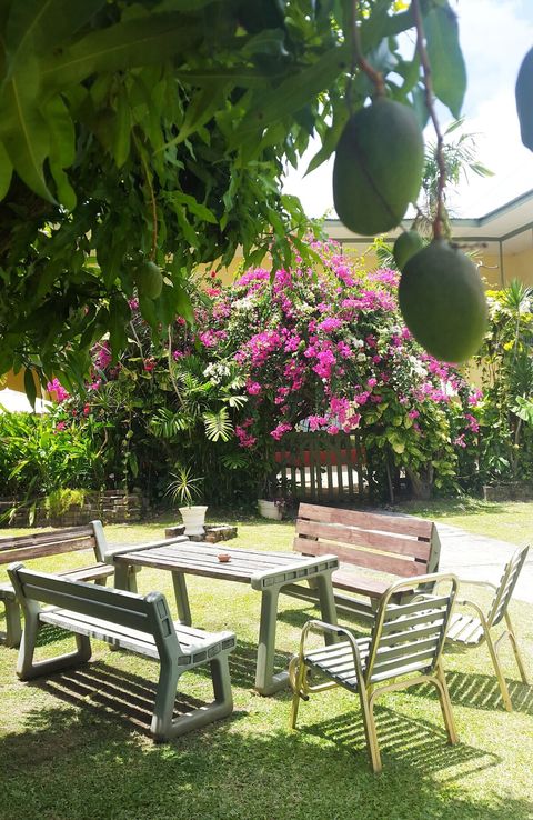 Our  lush garden oasis. The mango tree is just one of the many fruit trees waiting for you to enjoy! Pick fresh fruit for breakfast, unwind in the shade, or watch colorful birds flutter by.  Free for you to relax, entertain, and soak in the sun.