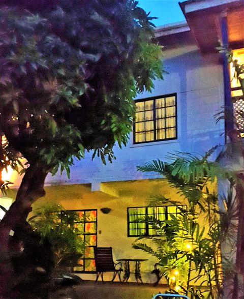 Bananaquit at night