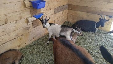 baby goats