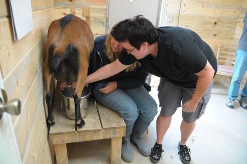 milking goats