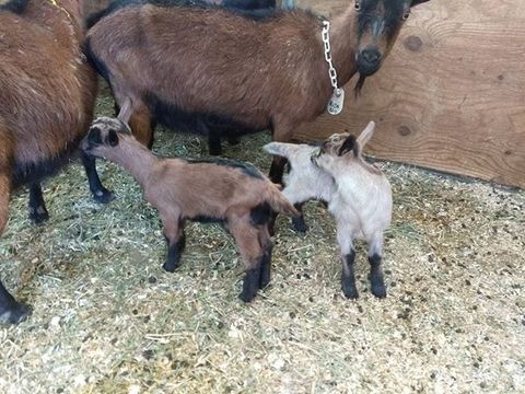 baby goats and mama