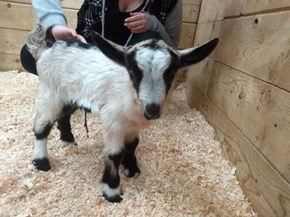 baby alpine goat