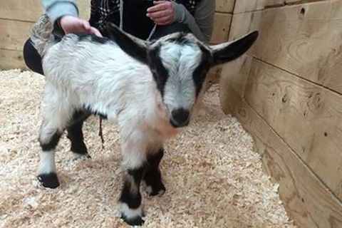 baby goat