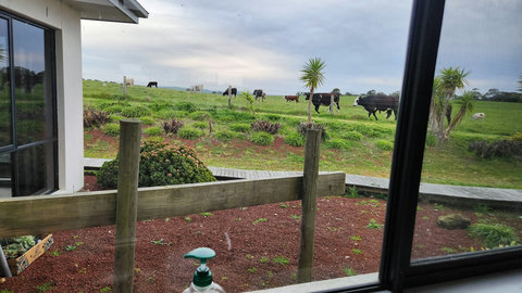 When you work in the kitchen, you can see the wandering cattle.