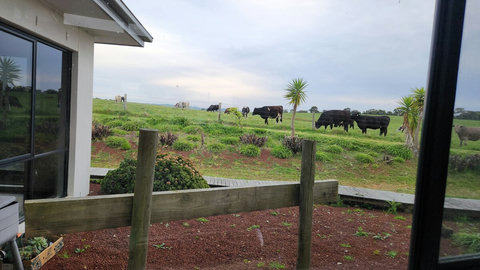 When you work in the kitchen, you can see the wandering cattle.
