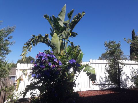 Backyard Garden
