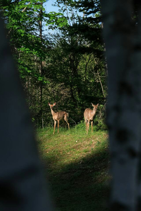 Your curious neighbors. Spotted right outside LumiHaus. Taken 05/2025.