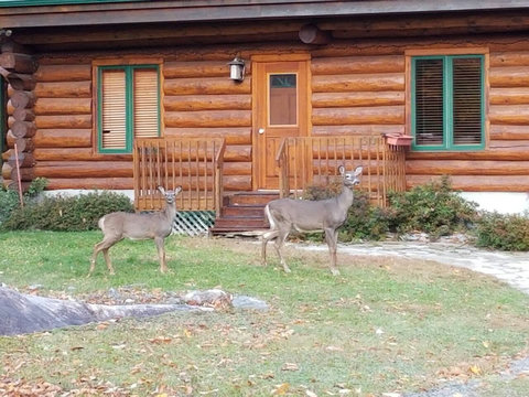 Reindeers, Chalet entrance door 