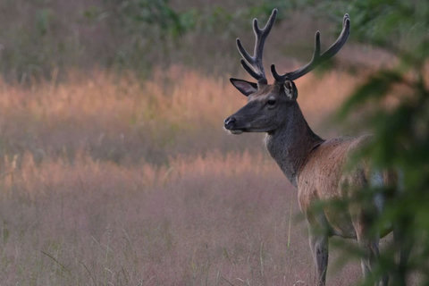 Deer in the morning in the valley of Durbuy