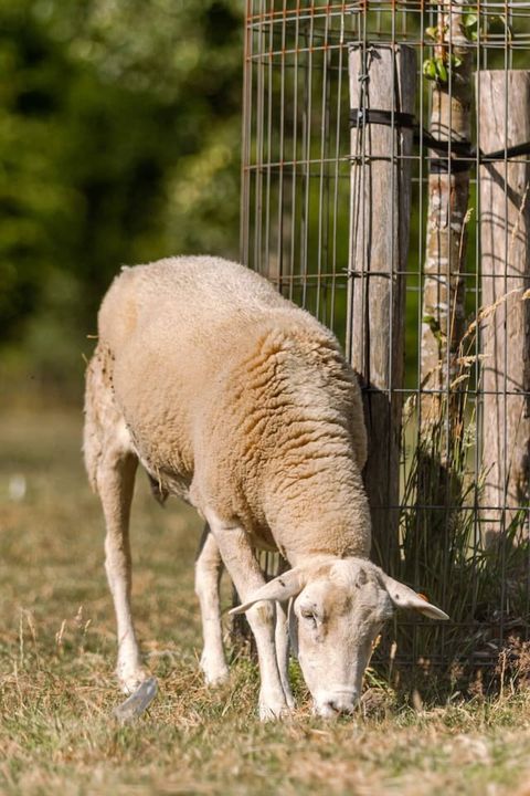 Leven tussen de schapen en ganzen.