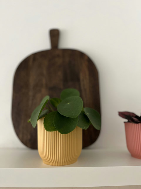 Stijlvolle decoratie met een frisse groene plant die de ruimte een warm en natuurlijk gevoel geeft.