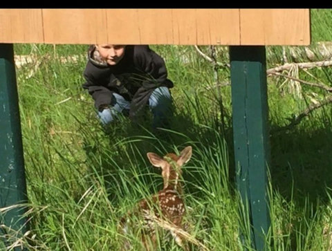 wildlife