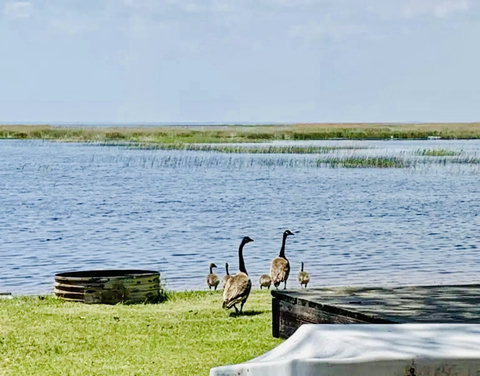 Wildlife