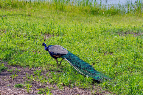 Neighborhood Peacock