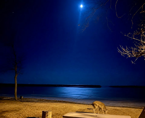 Cozy Home I Moonlight and deer view over the lake