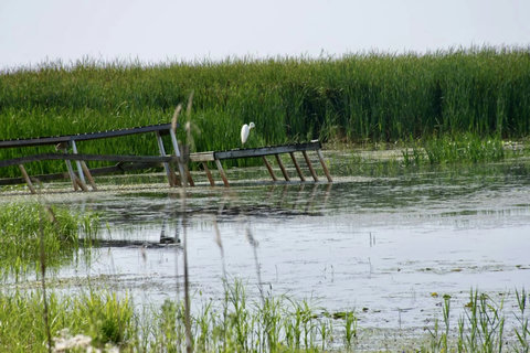 Blue Heron