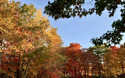 Fall Colors
