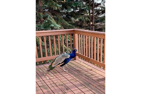 Neighborhood Peacock