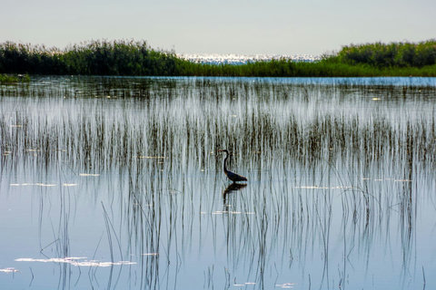 Wildlife Sightings