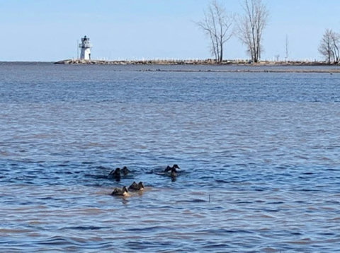 Ducks and Lighthouse View