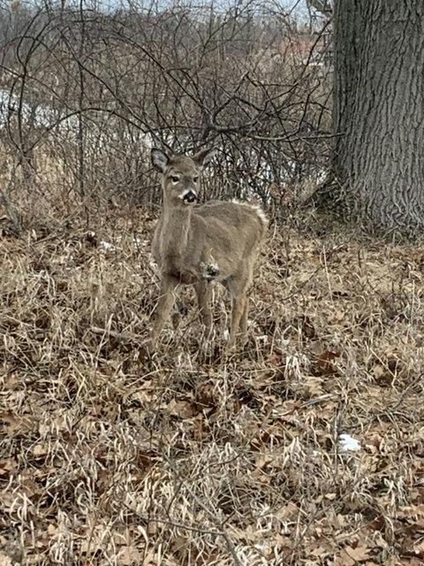 Wildlife