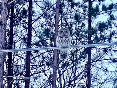 Wildlife