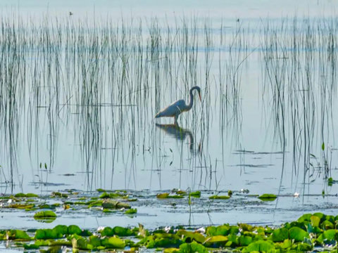 Birdwatching from cabin