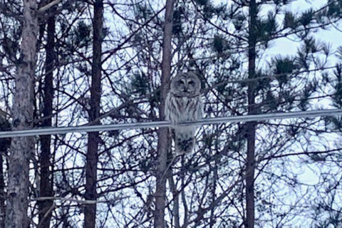 Owl