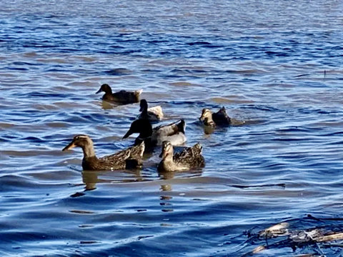 Ducks off Shore