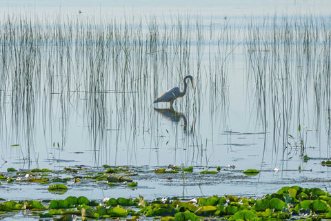 Egret on the Shoreline