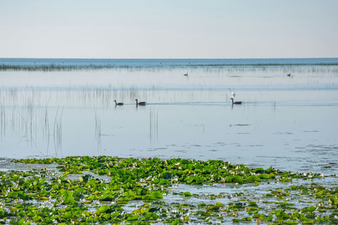 Waterfowl