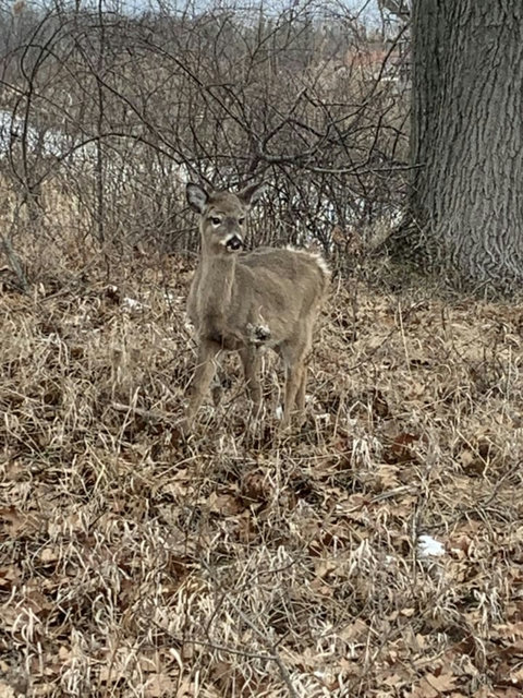 Deer