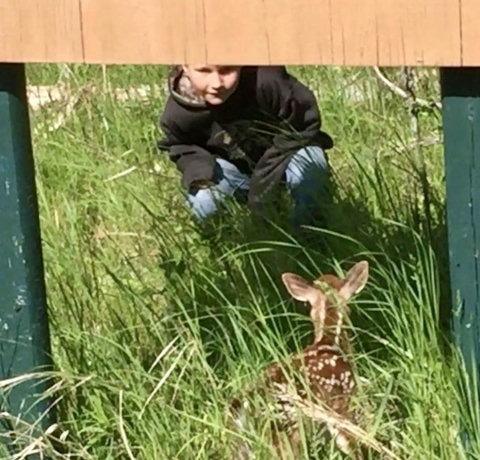 Wildlife Nature