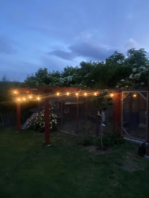 Chicken garden