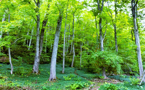 Summer Back View 1 of Escarpment Trail