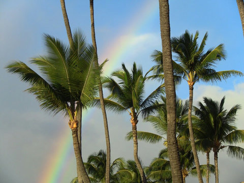 Maui Sands is loaded with Coconut palm trees.