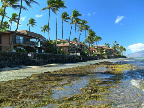 10ft from the water, 25ft and you are down the steps in the water!  We are situated directly in front of the Kahekili Marine Reserve!  We have a unique eco-system that is enjoyed by sea turtles and is fun to snorkel in!