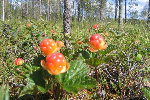 Cloudberries in pure nature