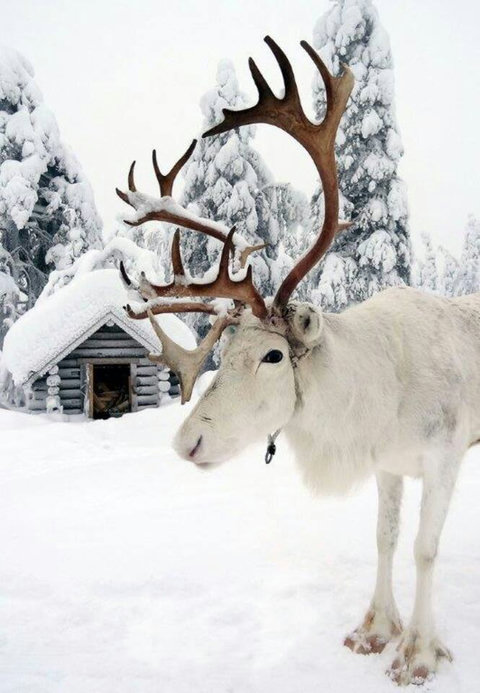 A white reindeer