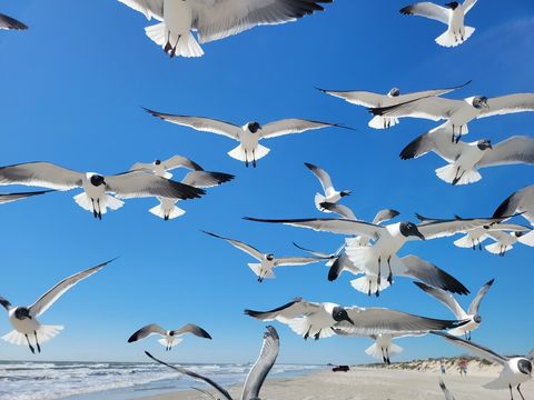 Close Contact with Seagulls at Mustang Island State Park