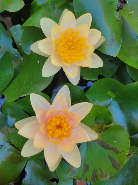Water Lilly in the Pond