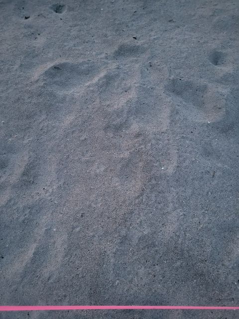 Sea Turtle Nest at Beach