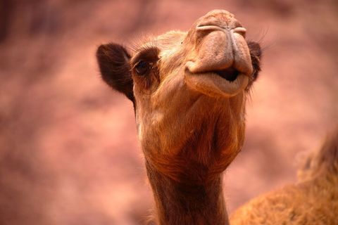 Explore the desert like Lawrence of Arabia with one of our camels.