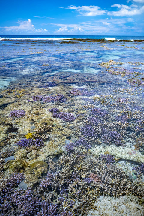 Pristine reef at the doorstep